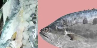 CMFRI finds new fish off Indian coast