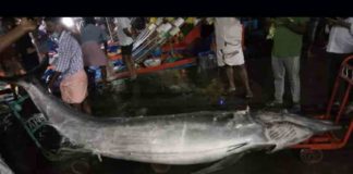 500 കിലോ ഭാരം, 12 അടി നീളം; ഭീമൻ ഓലക്കൊടിയൻ ‘വലയിലായി’ 500 kg, 12 feet long; Giant Olakodiyan 'trapped'