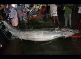 500 കിലോ ഭാരം, 12 അടി നീളം; ഭീമൻ ഓലക്കൊടിയൻ ‘വലയിലായി’ 500 kg, 12 feet long; Giant Olakodiyan 'trapped'