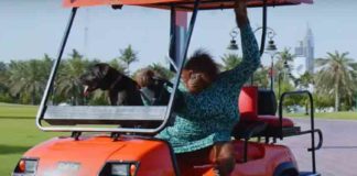 Orangutan Driving a Golf Cart