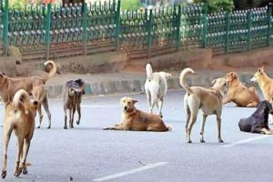 Rabies death