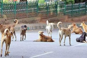 A stray dog attacked a motorist in Mannarkkad middle road