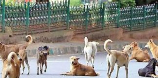 A stray dog attacked a motorist in Mannarkkad middle road