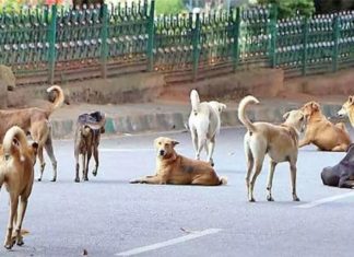 Rabies death