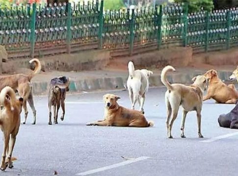 A stray dog attacked a motorist in Mannarkkad middle road