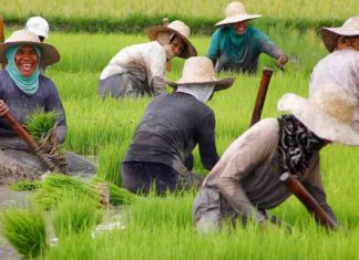 Budget with big announcements for the agricultural sector