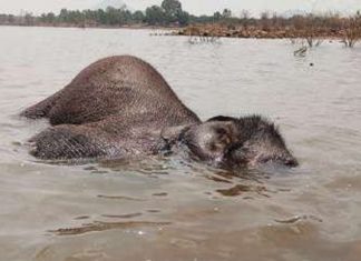 കാട്ടാനയെ ചരിഞ്ഞ നിലയിൽ കണ്ടെത്തി