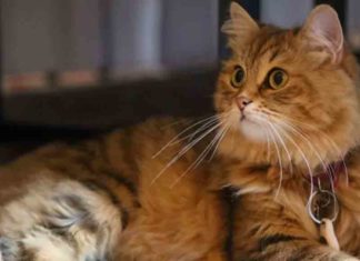 പഞ്ചനക്ഷത്ര ഹോട്ടലിലെ രാജകീയ ജീവിതം; ലിലിബെറ്റ് ഒരു വിവിഐപി തന്നെ Royal life at a five-star hotel; Lilibet is a VVIP