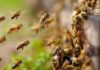 wasp-attack-in-kasargod