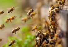 wasp-attack-in-kasargod