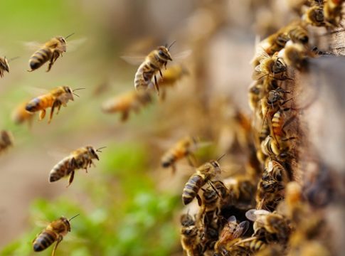 wasp-attack-in-kasargod