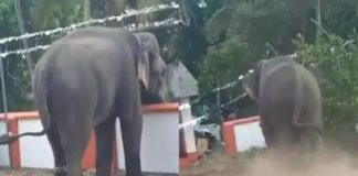 ഉൽസവത്തിനിടെ ആന ഇടഞ്ഞു; മയക്കുവെടി വെച്ച് തളച്ചു