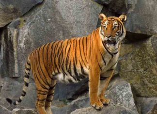 Wildlife attack; 15.43 crore has been sanctioned for compensation