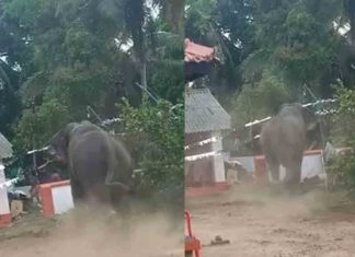 elephant attack during a festival in Ernakulam