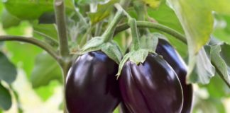 health Benefits Of Brinjal