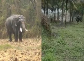 എലവഞ്ചേരിയില് ആന ഇടഞ്ഞു; പാപ്പാന് പരിക്ക്