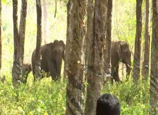 Wild Elephant attack