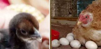 The egg hatched within14 days