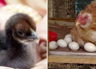 21 ദിവസംകൊണ്ട് വിരിയേണ്ട കോഴിമുട്ട 14ആം ദിനം വിരിഞ്ഞു; കാരണം പിടികിട്ടാതെ വീട്ടുകാർ The egg hatched within14 days