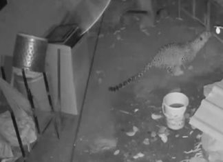 ധോണിയില് ഭീതി പരത്തിയ പുലി കെണിയിൽ