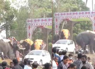 Elephant crashes during Arattupuzha festival; Two people were injured