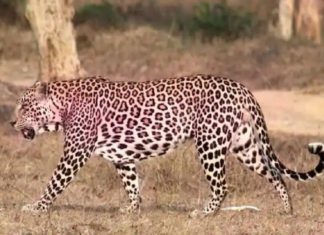 ഒരാഴ്ചക്കിടെ രണ്ടാമതും പുലിയിറങ്ങി; പാലക്കാട് ധോണിയിൽ ആളുകൾ ആശങ്കയിൽ Leopard In Palakkad Dhoni Second Time In This Week