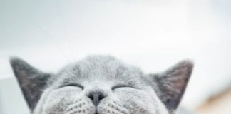 Lost Cat Reunites With Owner After 17 Long Years