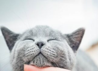 ‘മ്യാവൂ, ഞാനെത്തി’; കാണാതായ പൂച്ചയെ തിരികെ കിട്ടിയത് 17 വർഷങ്ങൾക്ക് ശേഷം Lost Cat Reunites With Owner After 17 Long Years