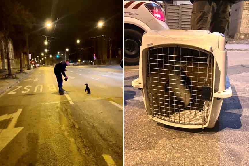 Penguin arrested for wandering around the city in the midnight!