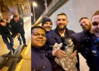 പാതിരാത്രി നഗരം ചുറ്റാനിറങ്ങിയ പെൻഗ്വിൻ അറസ്റ്റിൽ! Penguin arrested for wandering around the city in the midnight!