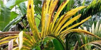 Jaundice is contagious; Farmers