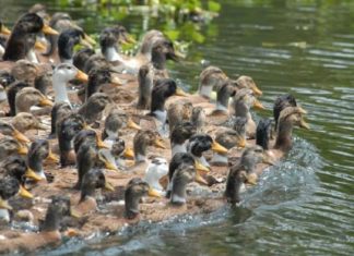 Duck Dies Due To Infectious Disease In Pathanamthitta