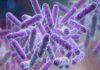Shigella Bacteria Confirmed In Kozhikode Again