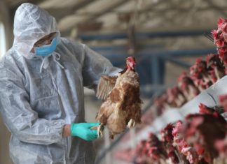 china-birdflu
