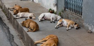 Street Dogs Issues Increased In Mavoor In Kozhikode