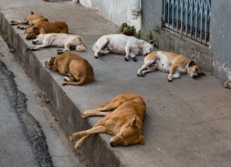 Street Dogs Issues Increased In Mavoor In Kozhikode