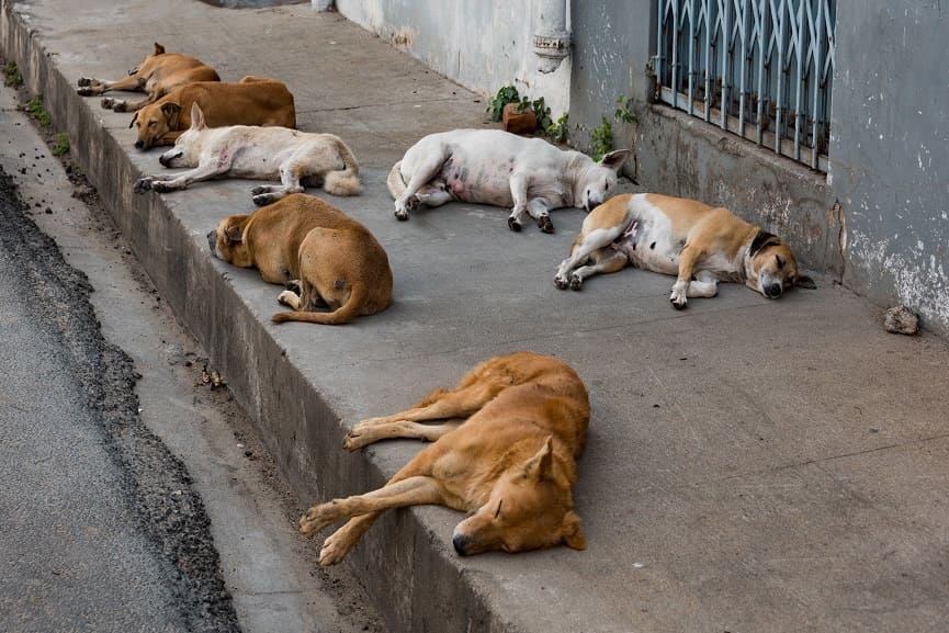 Street Dogs Issues Increased In Mavoor In Kozhikode Street Dogs Issues Increased In Mavoor In Kozhikode
