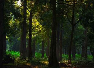 നെടുങ്കയം വിനോദസഞ്ചാര കേന്ദ്രം ഇന്ന് തുറക്കും