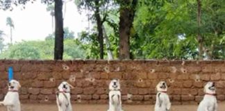 jail Dog Squad 'Champikko' goes viral