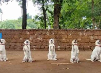 വൈറലായി ജയിലിലെ ഡോഗ് സ്ക്വാഡിന്റെ ‘ചാമ്പിക്കോ’ jail Dog Squad 'Champikko' goes viral