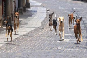 Stray dog ​​harassment; Holiday for six schools in Kozhikode district today