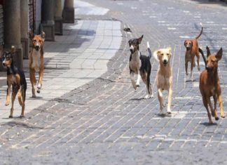 Stray dog ​​harassment; Holiday for six schools in Kozhikode district today