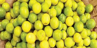 200 കടന്ന് ചെറുനാരങ്ങ വില; ചരിത്രത്തിൽ ആദ്യമെന്ന് വ്യാപാരികൾ Lemon Price Crossed 200 Hundred In Kerala