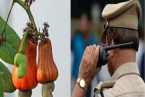 cashew-nut-collection-new-duty for police