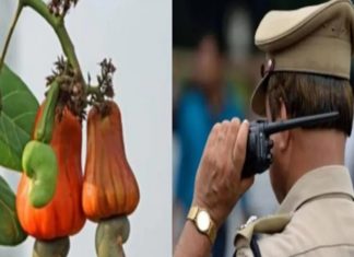 കശുവണ്ടി ശേഖരിക്കാൻ അസി. കമാൻഡന്റ്; വിവാദത്തിന് പിന്നാലെ പുതിയ ഉത്തരവ് cashew-nut-collection-new-duty for police