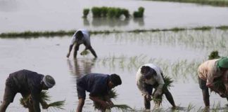 Government launches insurance scheme for paddy farmers