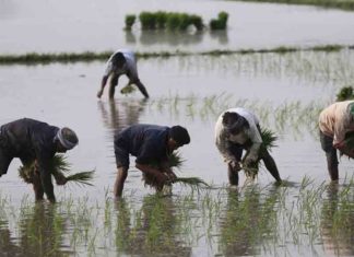 നെല് കര്ഷകര്ക്ക് ഇന്ഷുറന്സ് പദ്ധതിയുമായി സര്ക്കാര് Government launches insurance scheme for paddy farmers