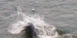 เดตเดฒเดฏเดฟเตฝ เดเตเดเตเดเตเดเดฟเดฏ เดกเตเตพเดซเดฟเดจเต เดฎเตเดฑเดฟเดเตเดเตเดตเดฟเตฝเดเตเดเดพเตป เดถเตเดฐเดฎเด; เดเตเดธเตเดเตเดคเตเดคเต attempt to sell dolphin