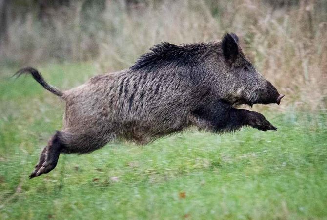 Wild boar attack