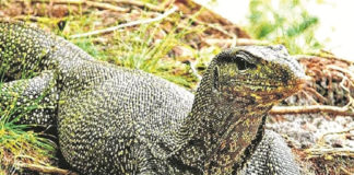 Bengal Monitor Lizard Were Raped And 4 Were Arrested in Maharashtra